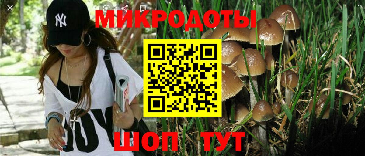 Галлюциногенные грибы Psilocybine cubensis Новочеркасск